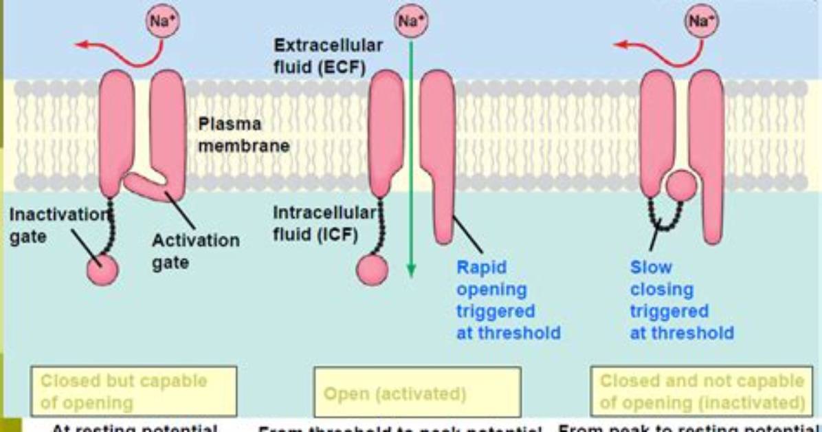 When Do Sodium Channels Inactivate?