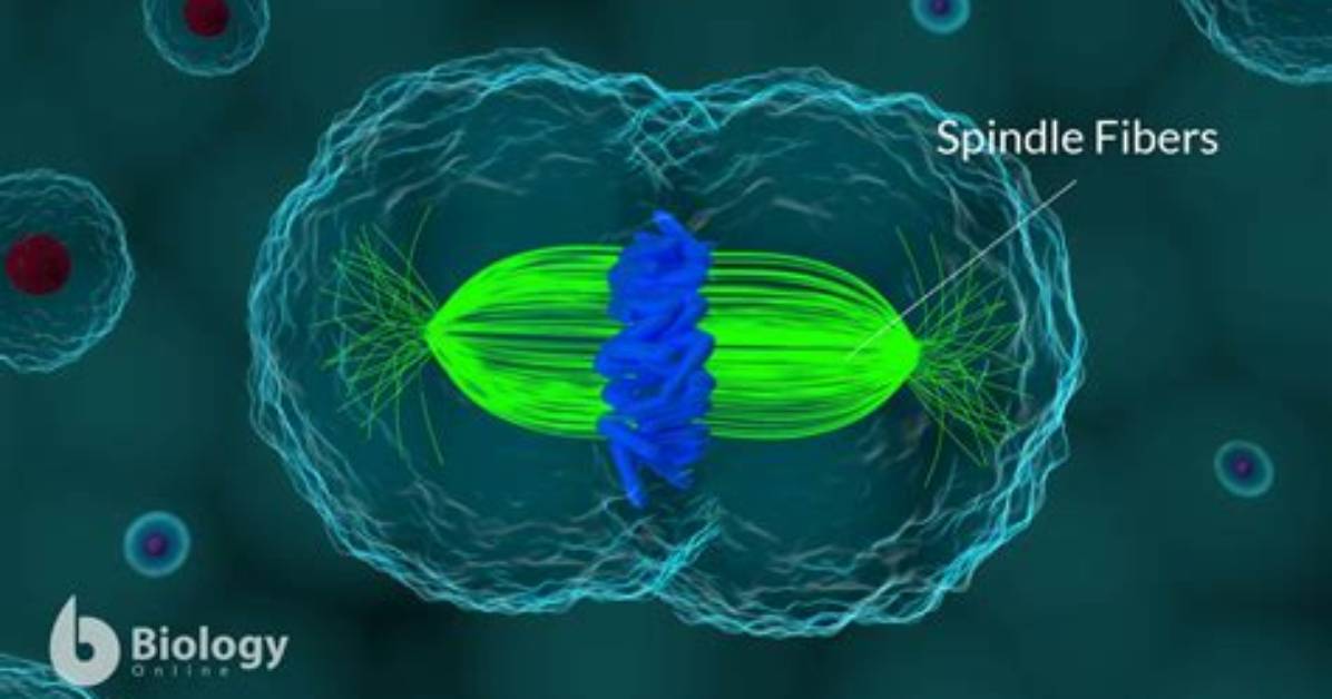 When Do Spindle Fibers Form?