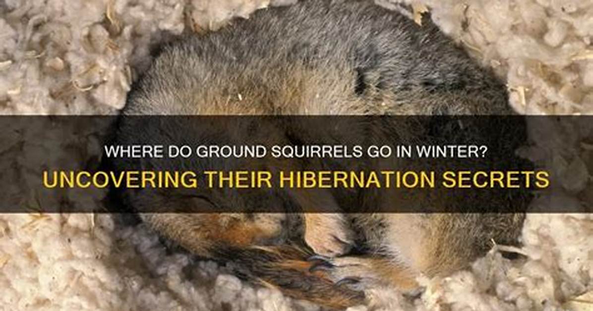 When Do Squirrels Go into Hibernation