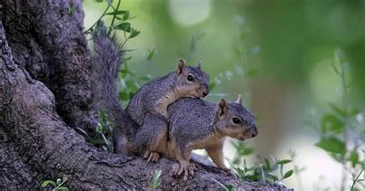 When Do Squirrels Have Babies?