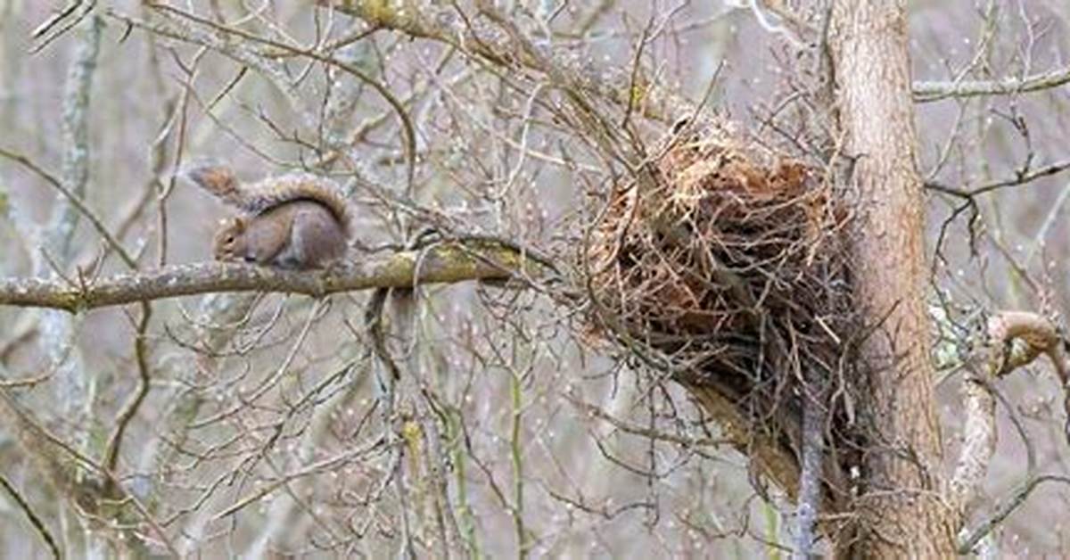 When Do Squirrels Nest?