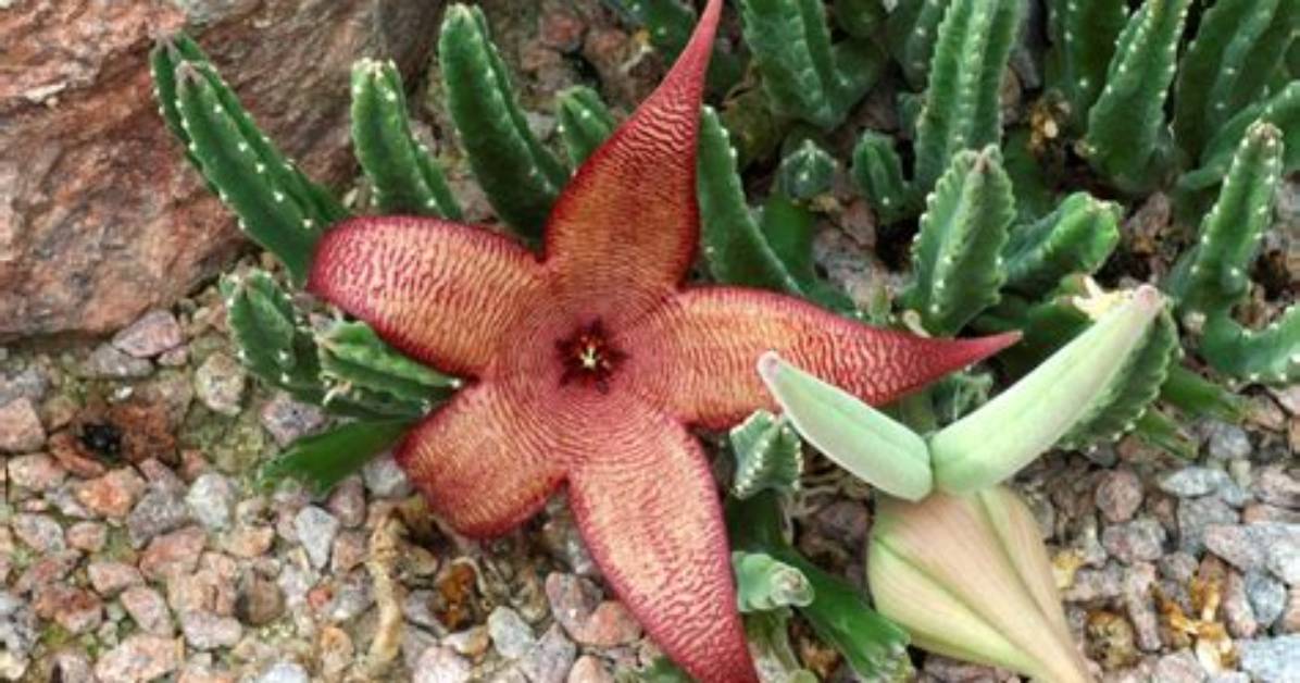 When Do Stapelia Flower?