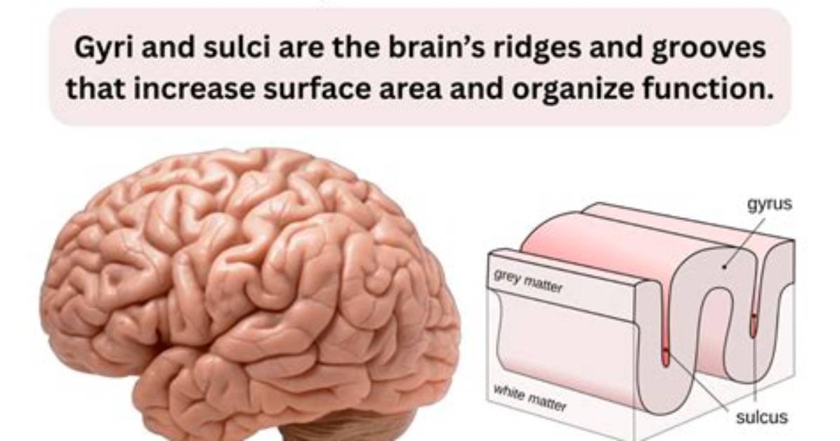 When Do Sulci and Gyri Develop?