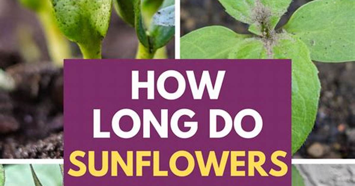 When Do Sunflowers Bloom?