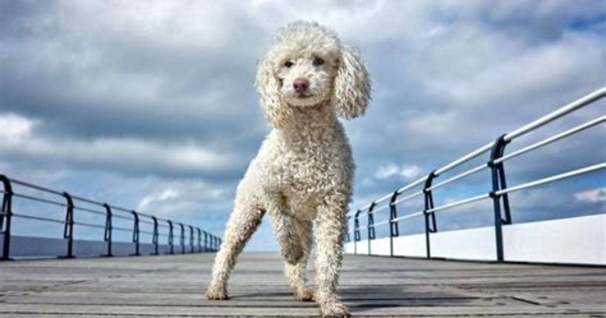 When Do Teacup Poodles Stop Growing?