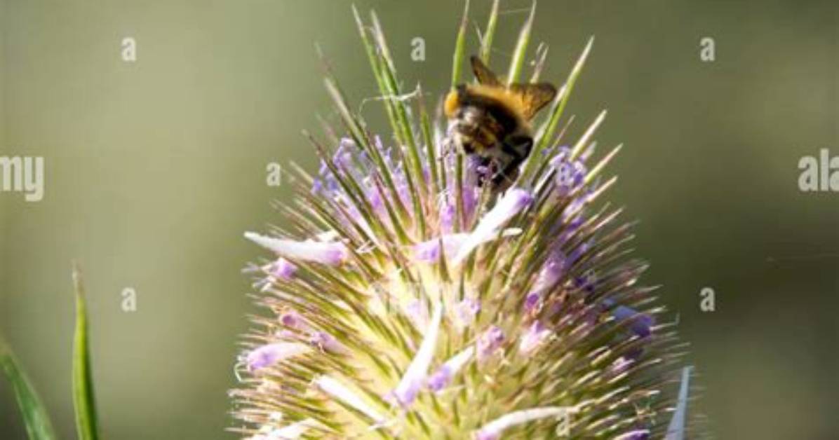 When Do Teasels Flower?