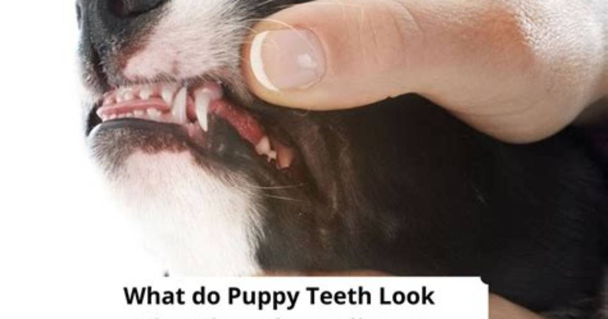 When Do Teeth Fall out in Puppies?