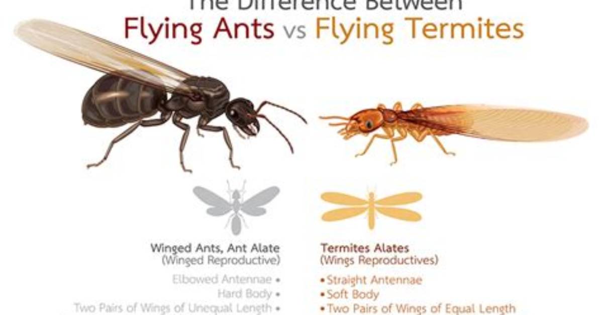When Do Termites Have Wings?