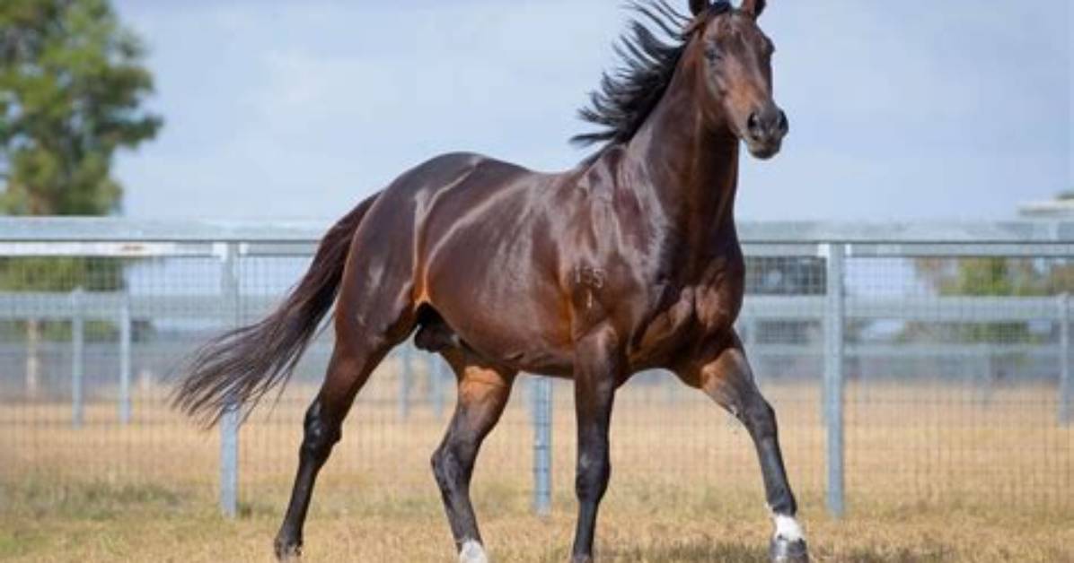 When Do Thoroughbreds Mature?