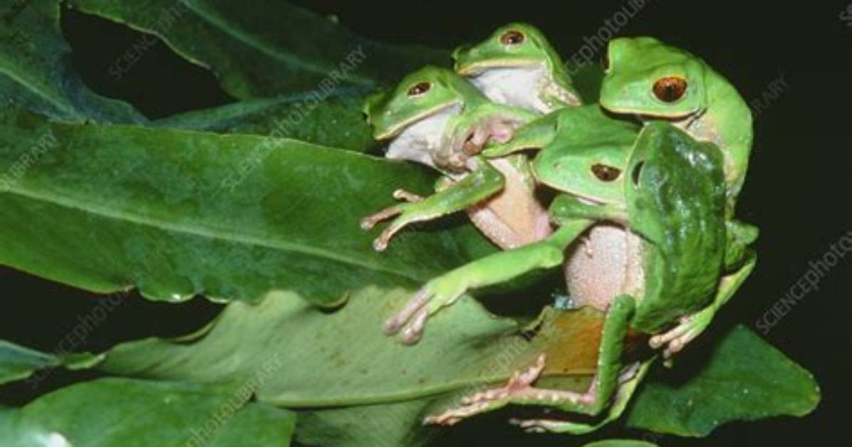 When Do Tree Frogs Mate?