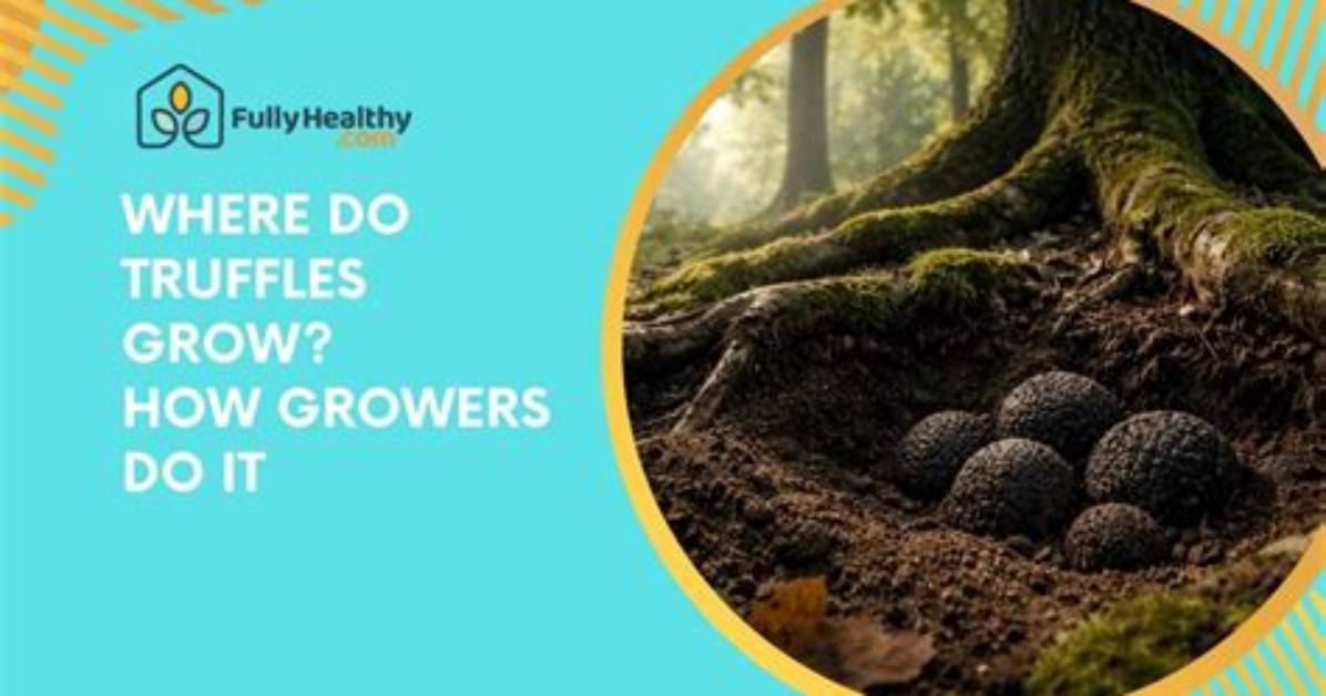 When Do Truffles Grow?