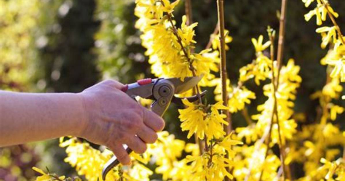 When Do U Trim Forsythias?
