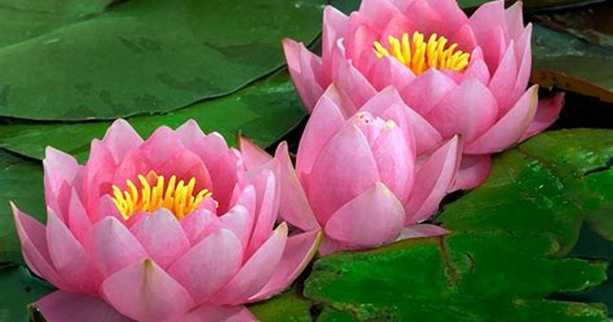 When Do Water Lilies Flower?
