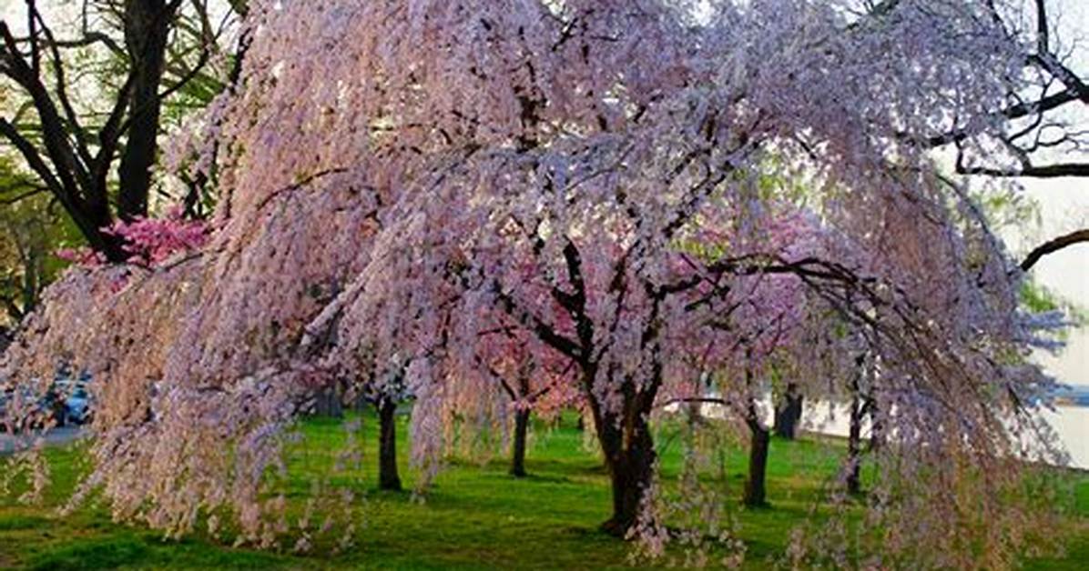 When Do Weeping Cherry Trees Bloom?