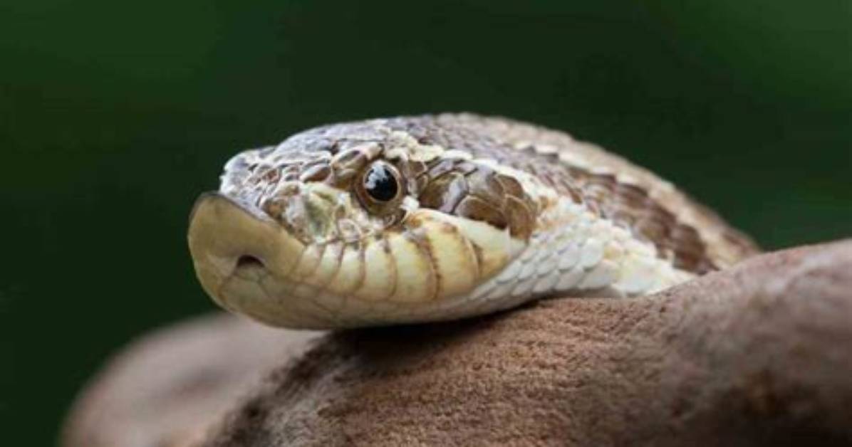 When Do Western Hognoses Lay Eggs?