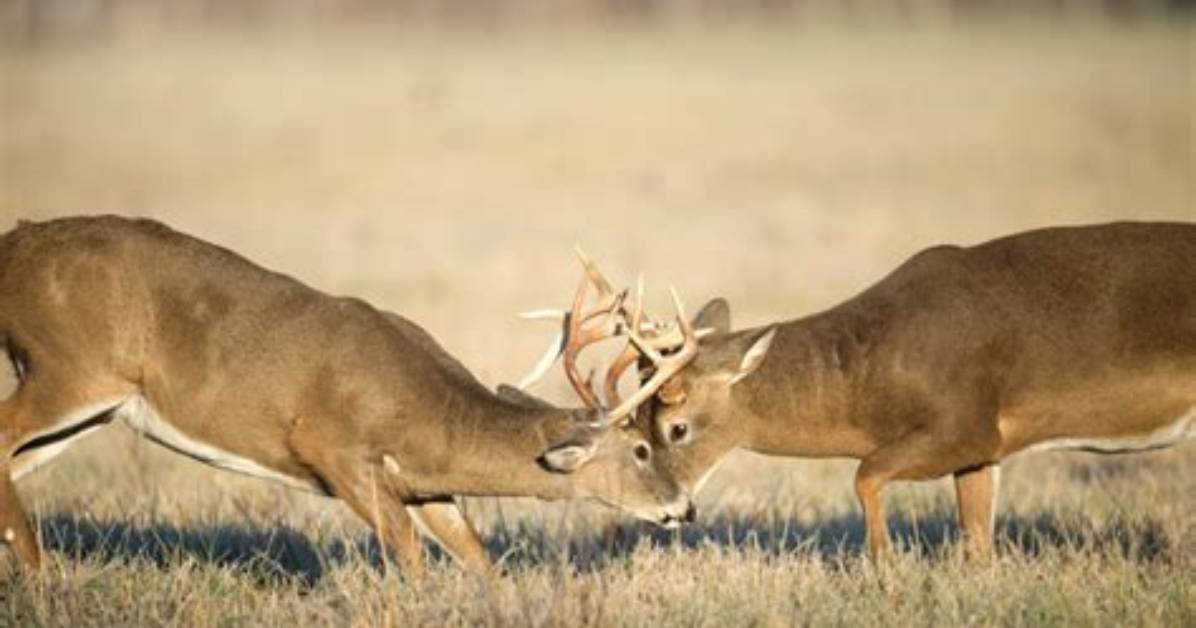 When Do Whitetail Deer Mate?