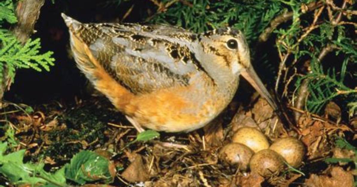 When Do Woodcock Migrate?