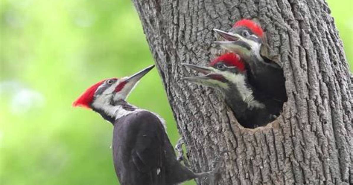 When Do Woodpeckers Mate?