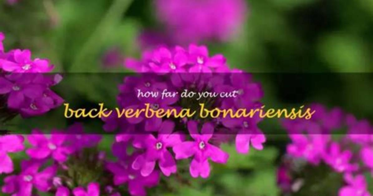 When Do You Cut Back Verbena?