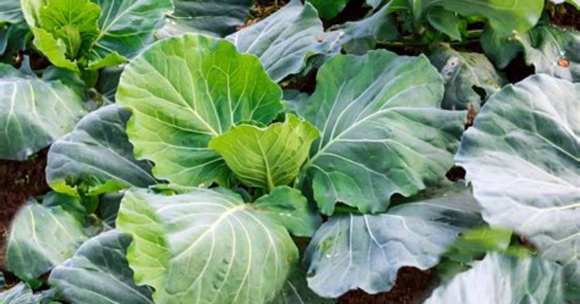 When Do You Plant Collards