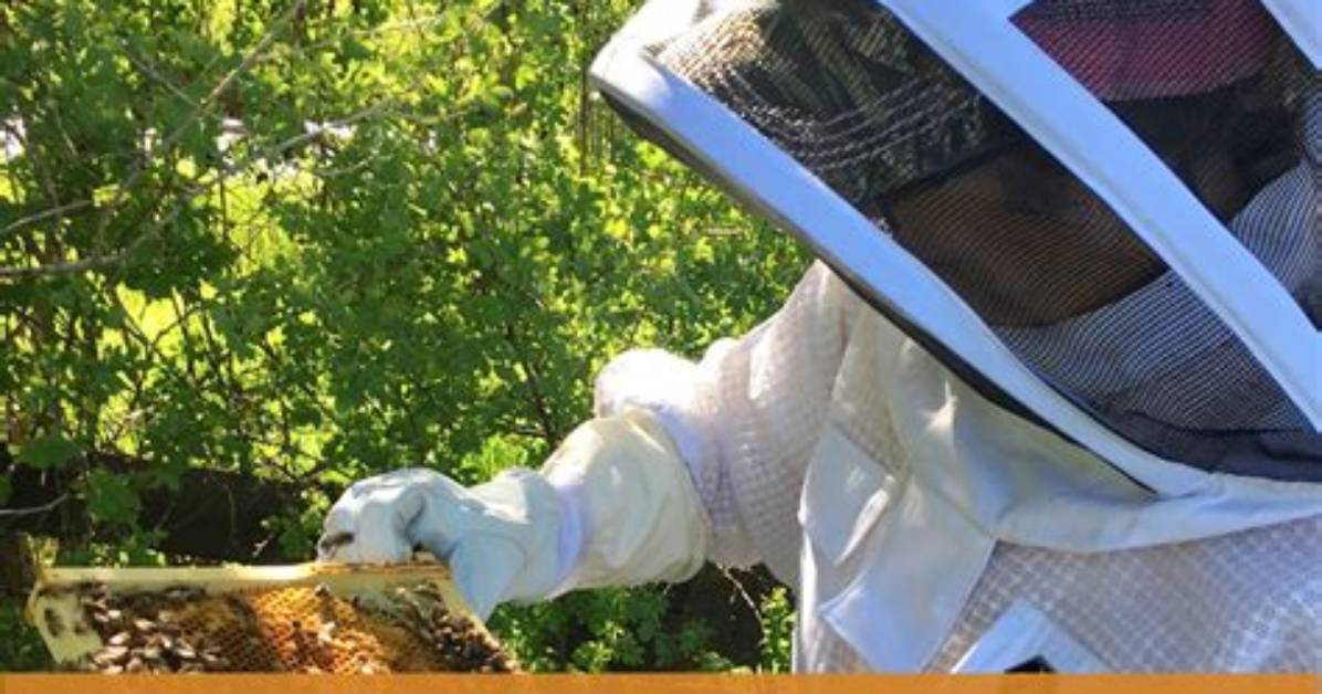 When Do You Start Beekeeping?