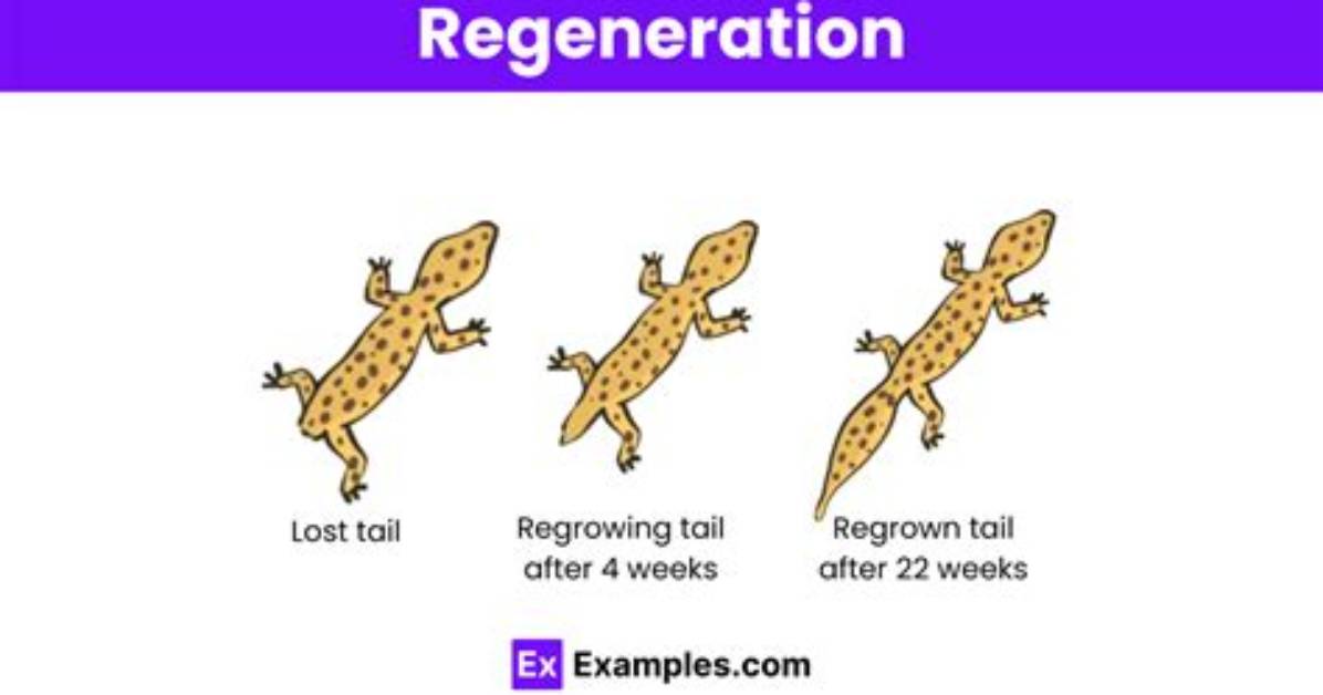 When Do Your Cells Stop Regenerating?