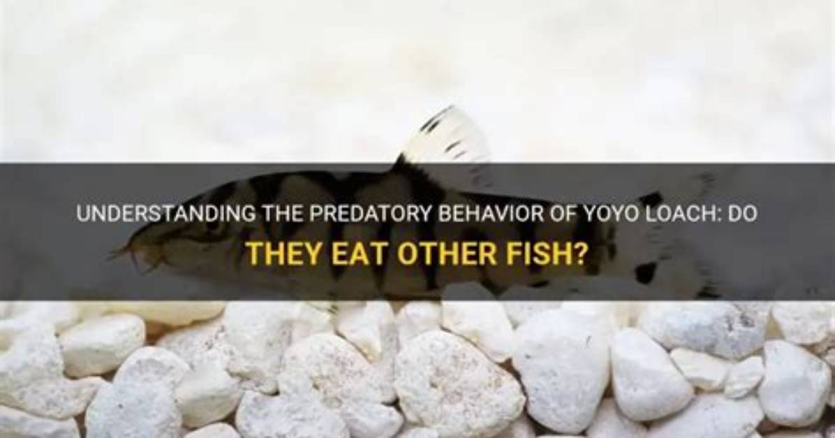When Do Yoyo Loach Eat?