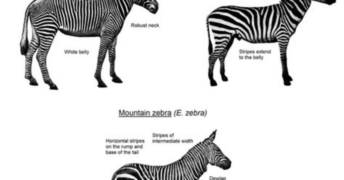 When Do Zebras Get Their Stripes?
