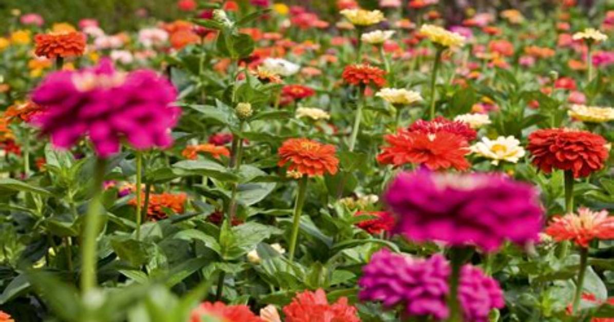 When Do Zinnias Flower?