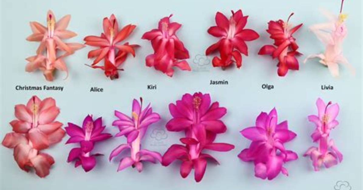 When Do Zygocactus Flower in Australia?