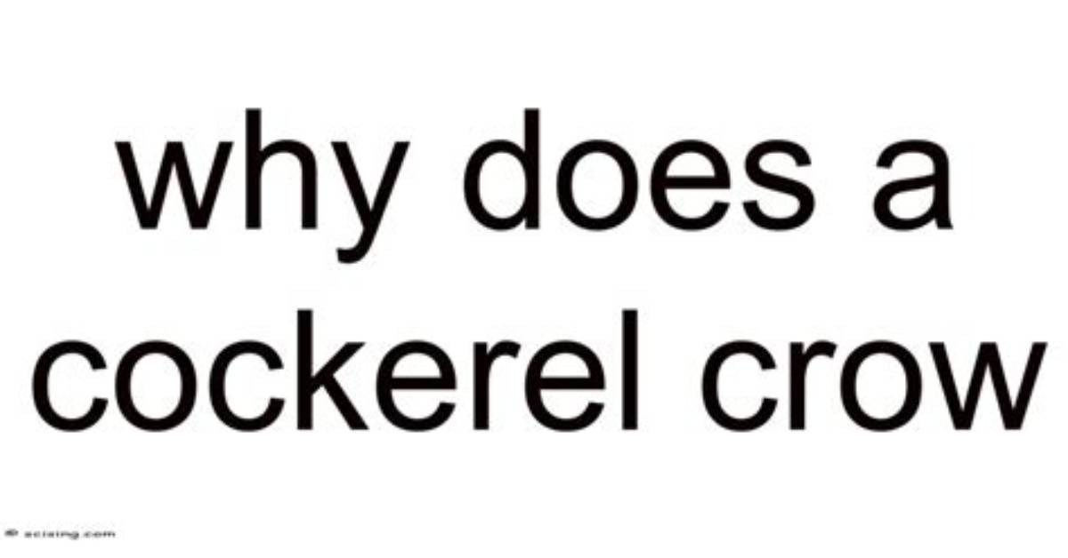 When Does a Cockerel Crow?