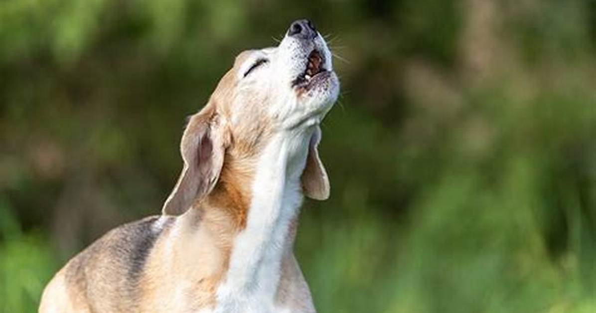 When Does a Dog Howl?
