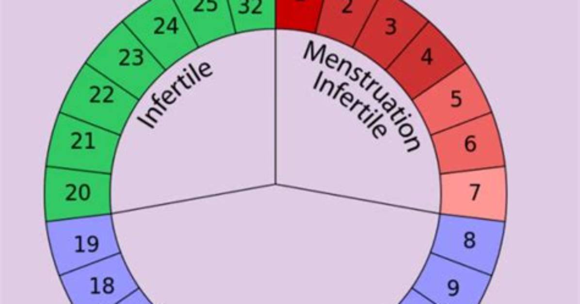 When Does a Female Ovulate?