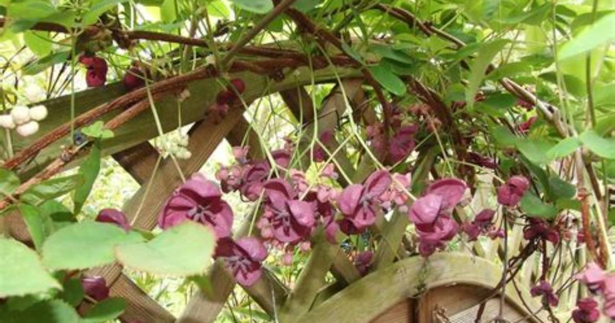 When Does Akebia Flower?