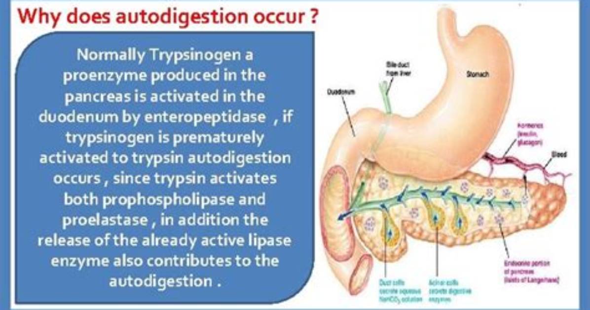 When Does Autodigestion Occur?