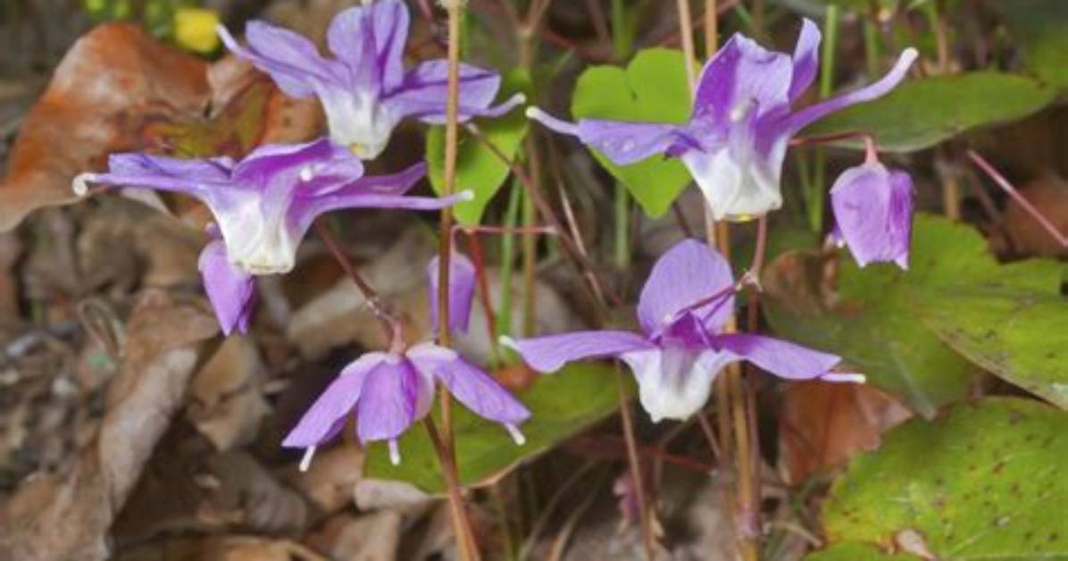 When Does Barrenwort Bloom?