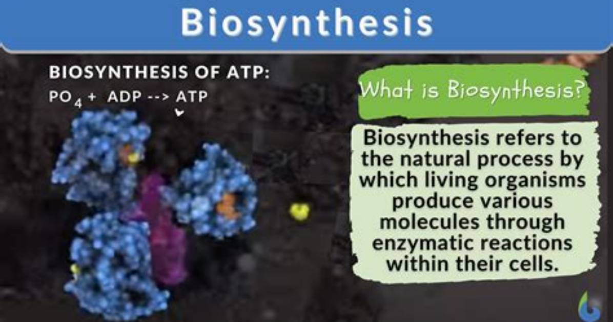 When Does Biosynthesis Occur?