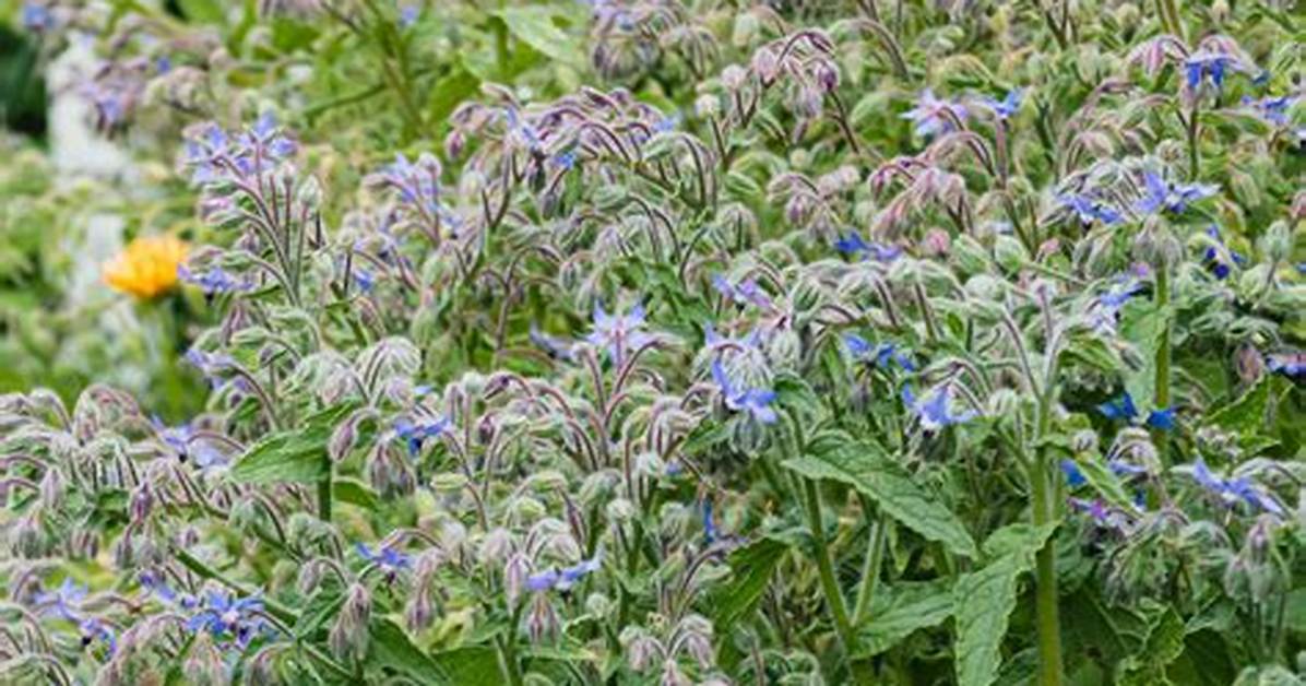 When Does Borage Bloom?