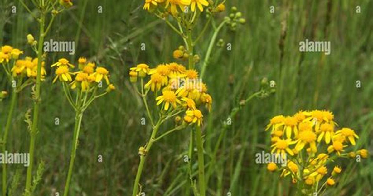 When Does Butterweed Bloom?