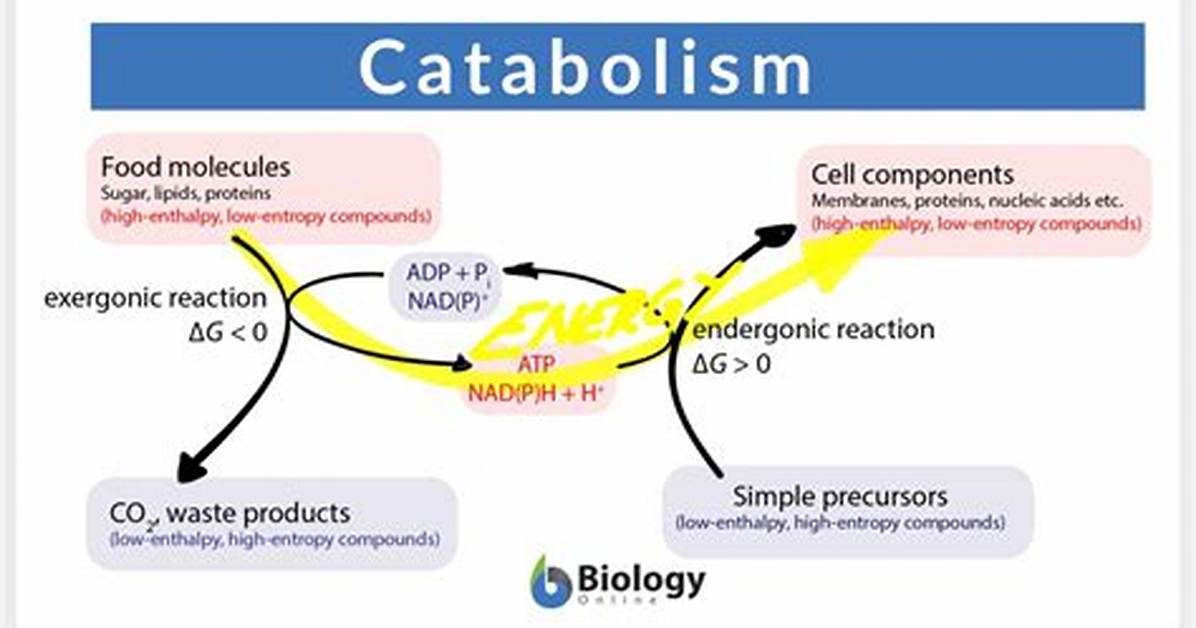 When Does Catabolism Occur?