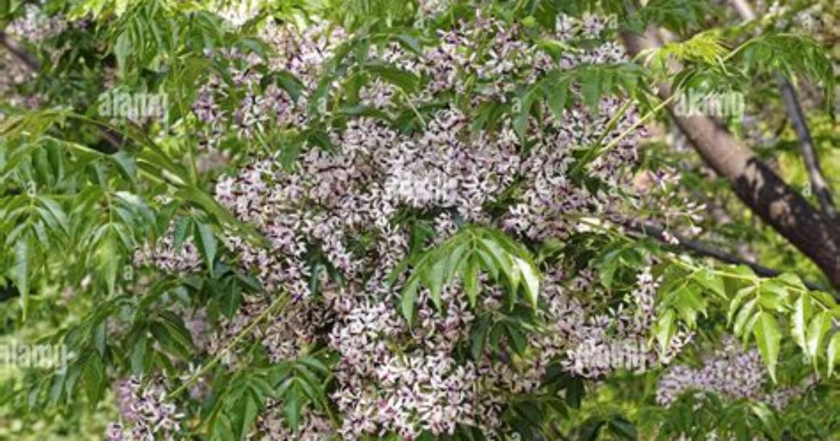When Does Chinaberry Bloom?