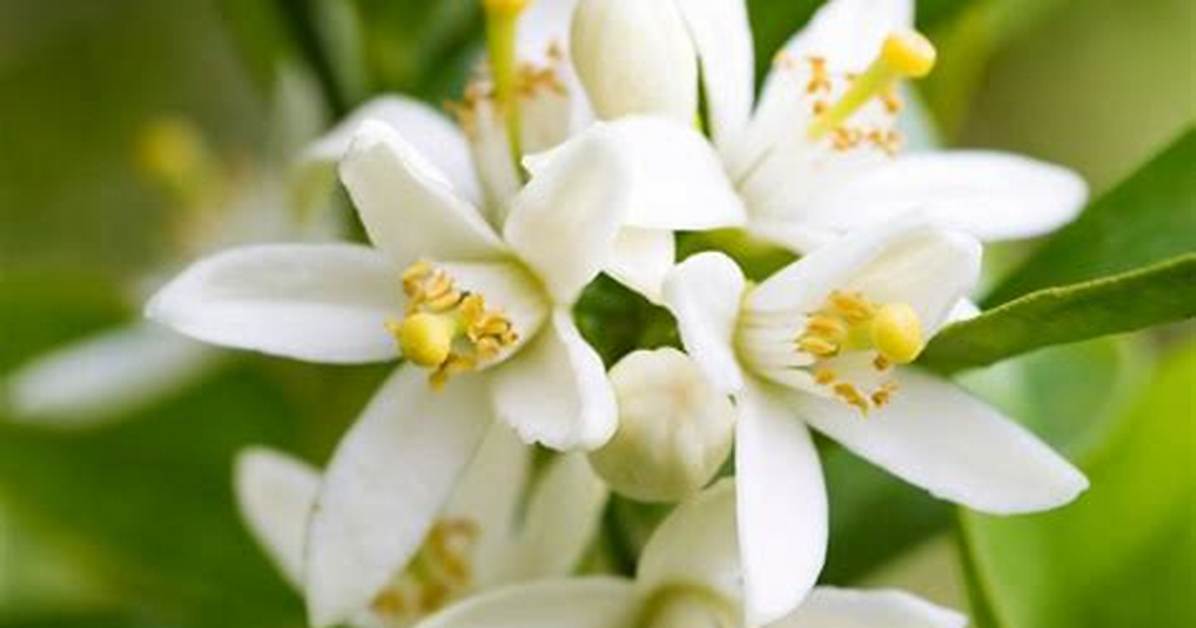 When Does Citrus Bloom?