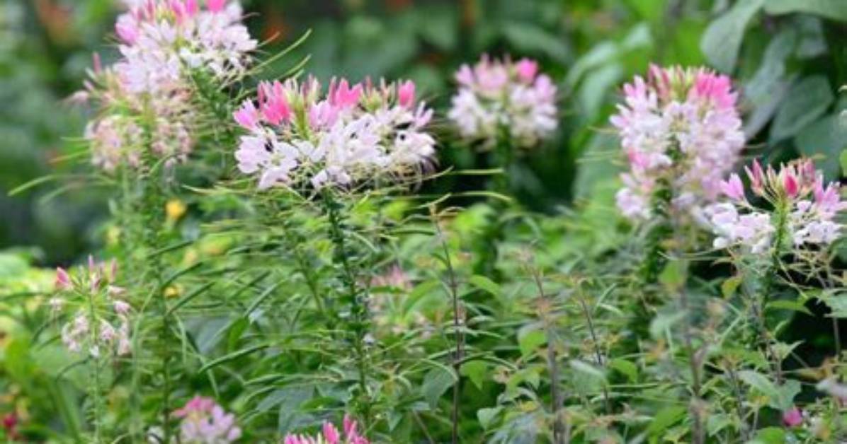 When Does Cleome Bloom?