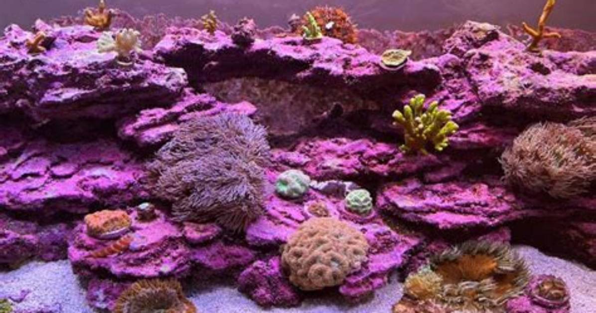 When Does Coralline Algae Start Growing?