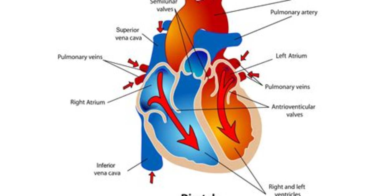 When Does Diastole Start?
