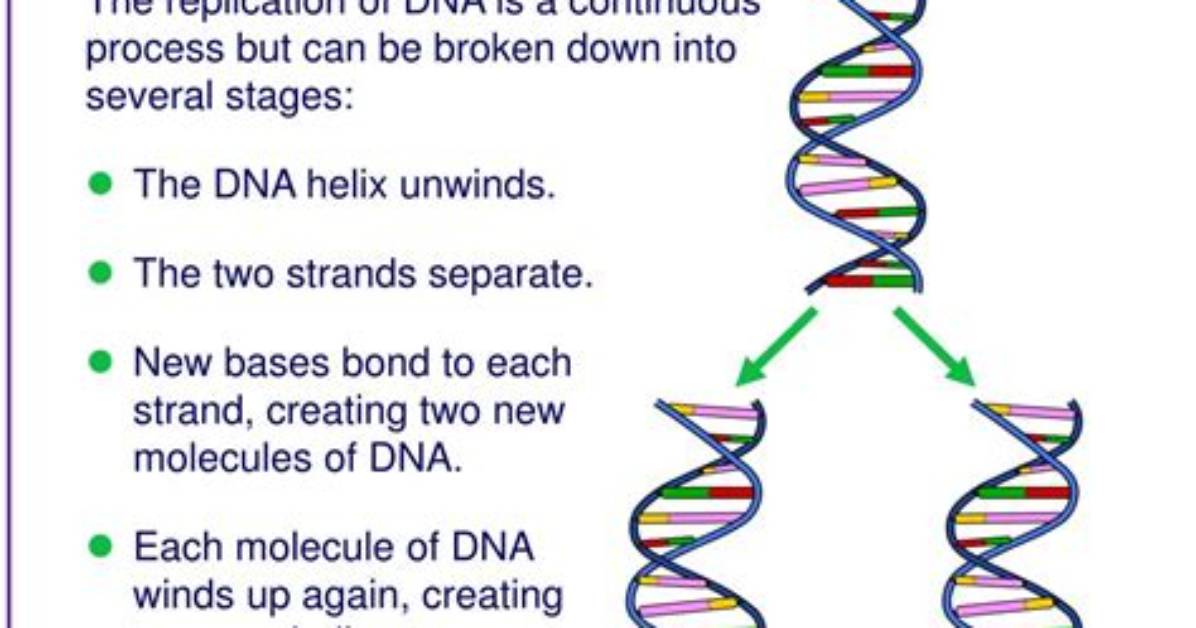 When Does Dna Replicate?