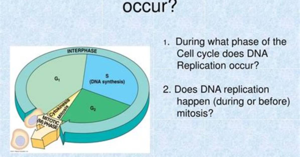 When Does Dna Replication Occur?