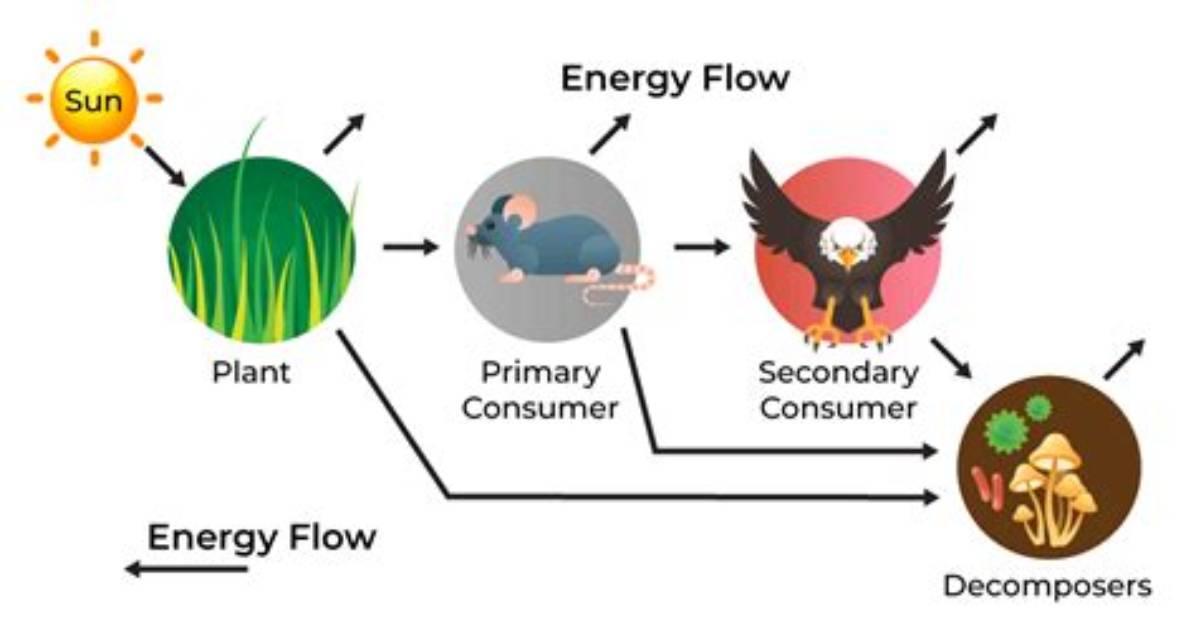 When Does Energy Enter Most Ecosystems?