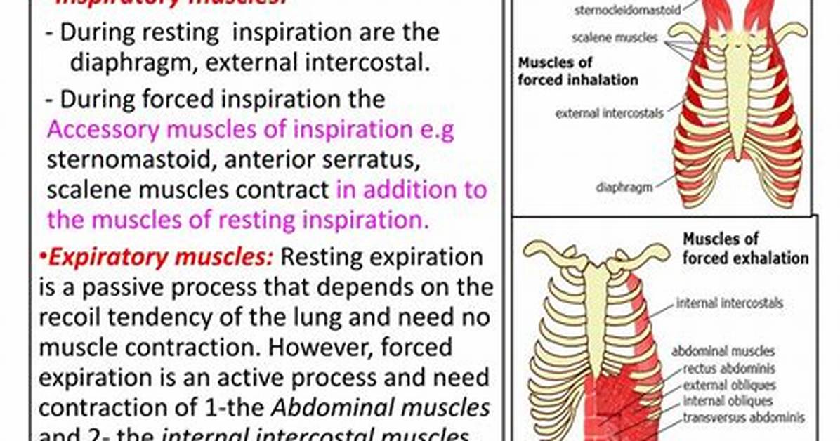 When Does Expiratory Muscles Contract?