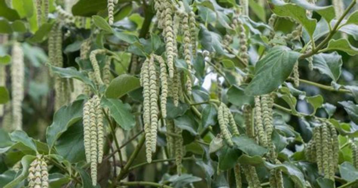 When Does Garrya Elliptica Flower?